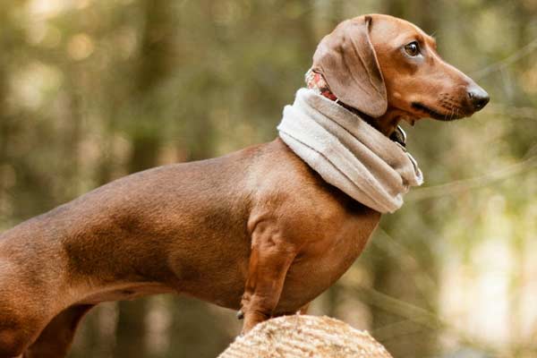 Are Dachshunds Good Hunting Dogs