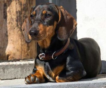 Are Dachshunds Easy to Train