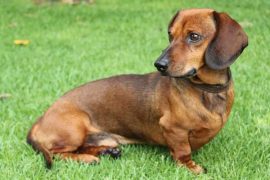 Are Dachshunds Good Family Dogs