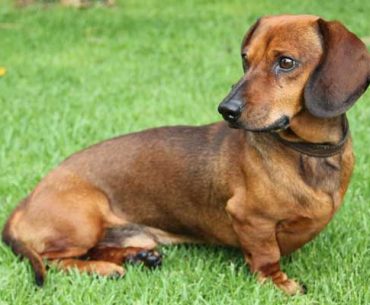 Are Dachshunds Good Family Dogs